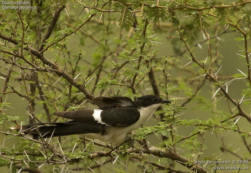 Jacobin Cuckoo