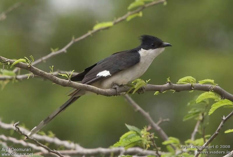 Coucou jacobinadulte, identification