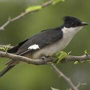 Jacobin Cuckoo