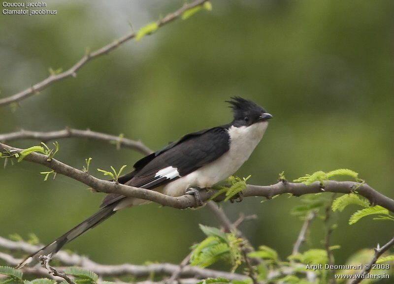 Jacobin Cuckooadult, habitat, Behaviour