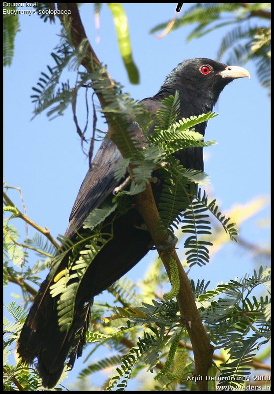 Asian Koel