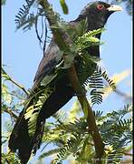 Asian Koel