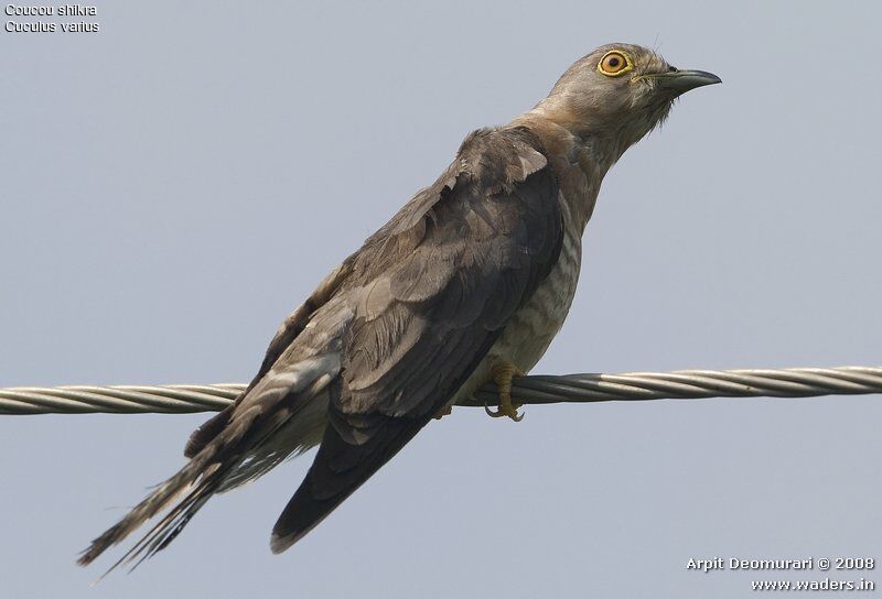 Common Hawk-Cuckoo