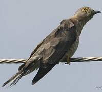 Common Hawk-Cuckoo