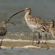 Eurasian Curlew