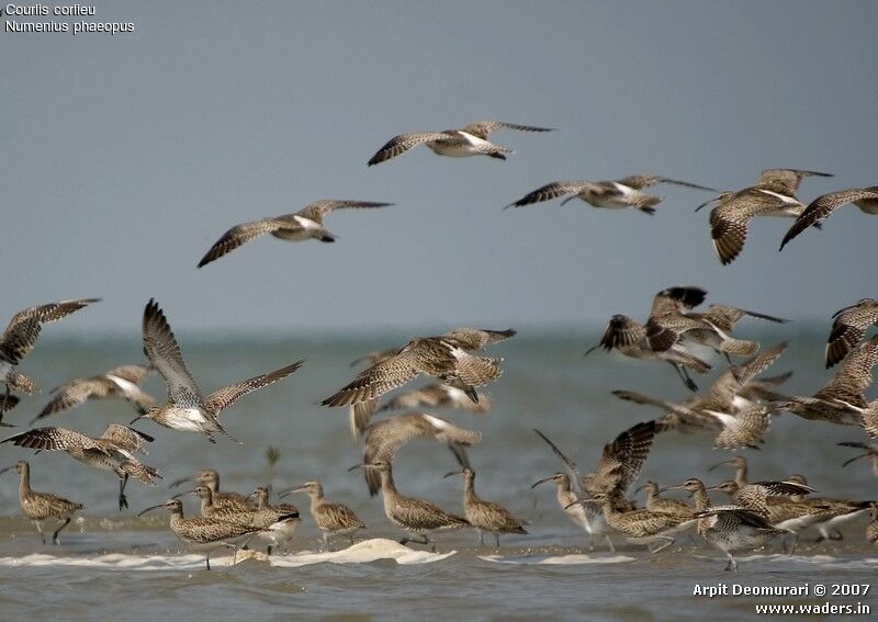 Whimbrel