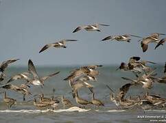 Eurasian Whimbrel