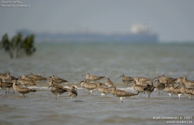 Eurasian Whimbrel