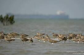 Whimbrel