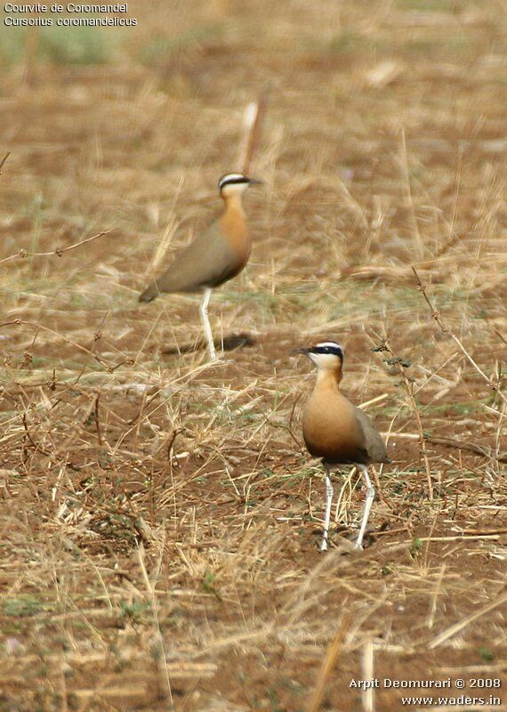 Indian Courser