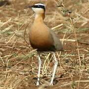 Indian Courser