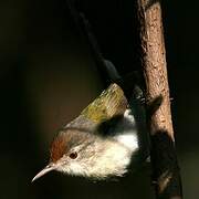 Common Tailorbird