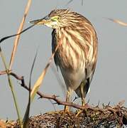 Indian Pond Heron