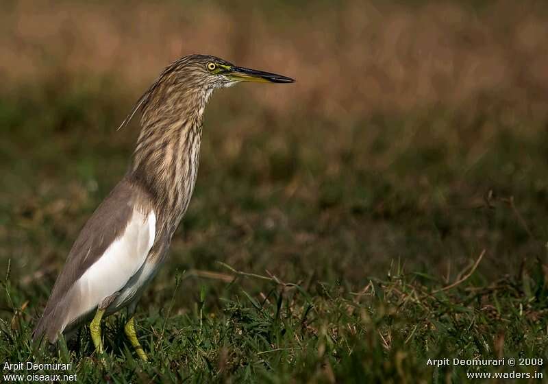 Indian Pond Heronadult post breeding, identification