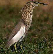 Indian Pond Heron