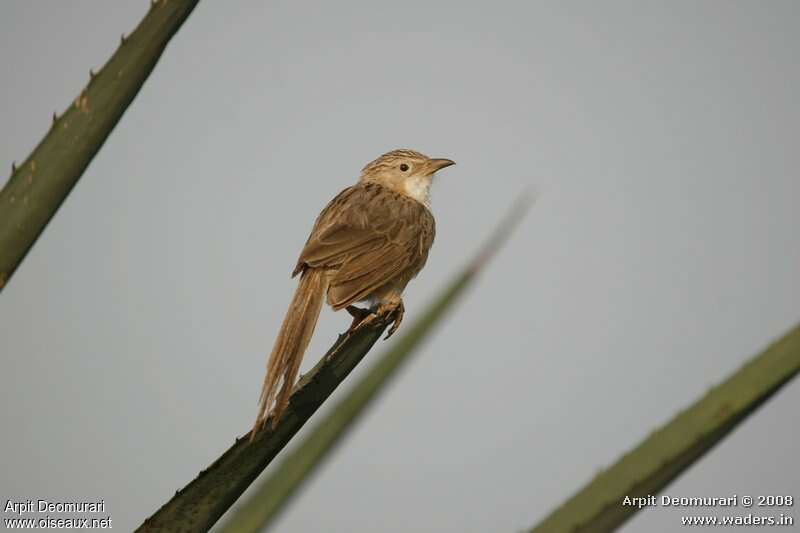 Common Babbleradult