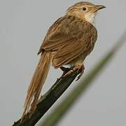 Common Babbler