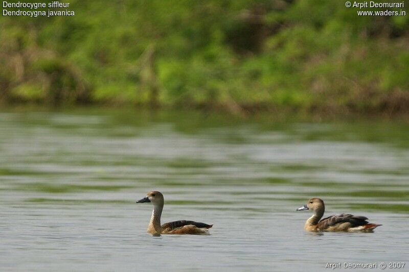 Lesser Whistling Duck