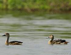 Lesser Whistling Duck