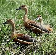 Lesser Whistling Duck