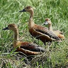 Dendrocygne siffleur