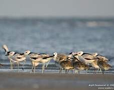 Crab-plover