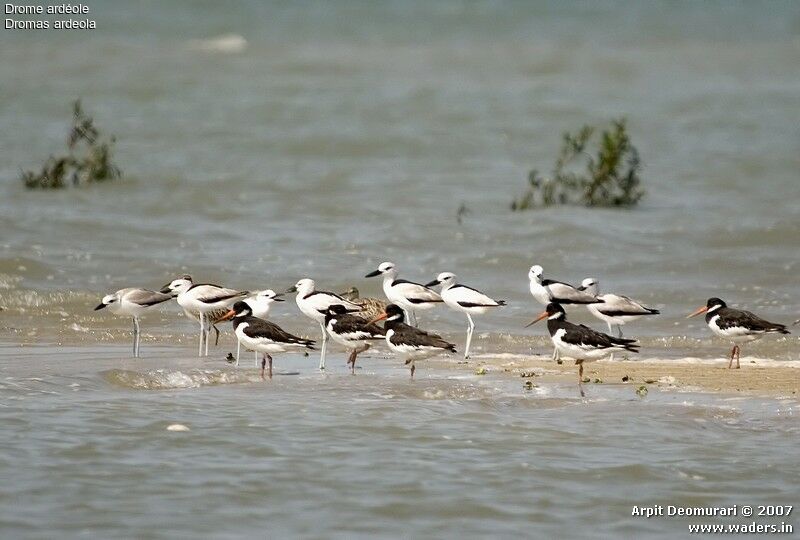 Crab-plover