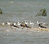 Crab-plover