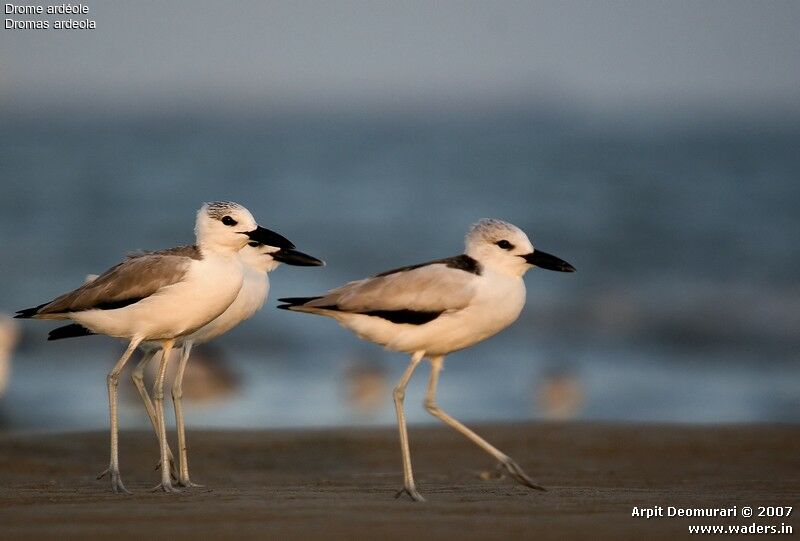 Crab-plover