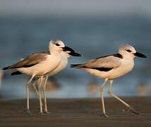 Crab-plover