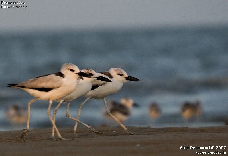 Crab-plover