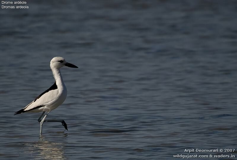 Crab-plover