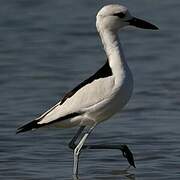 Crab-plover