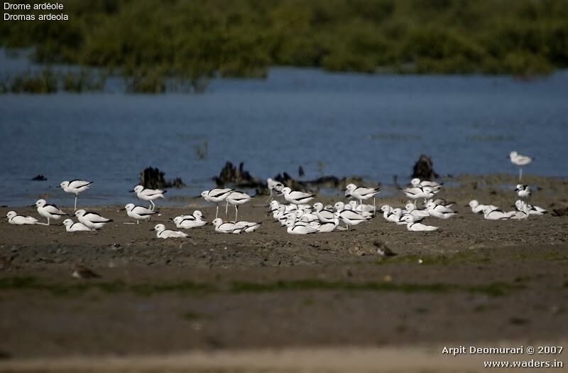 Crab-plover