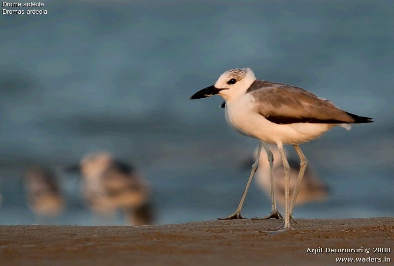 Crab-plover