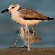 Crab-plover