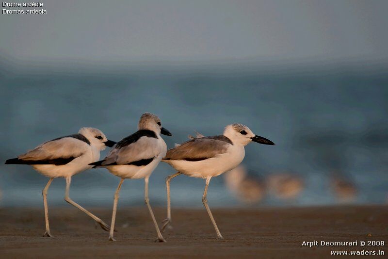 Crab-plover