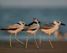 Crab-plover