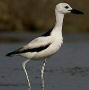 Crab-plover