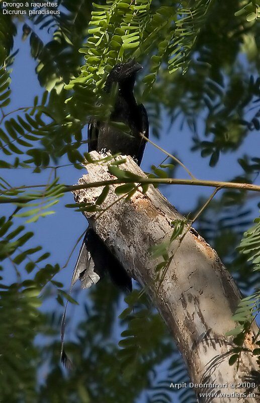 Drongo à raquettes