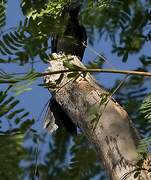 Greater Racket-tailed Drongo