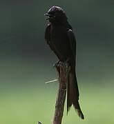 Black Drongo