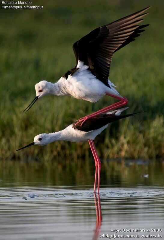 Black-winged Stilt adult breeding