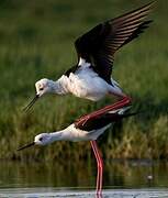 Black-winged Stilt