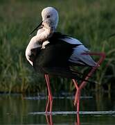 Black-winged Stilt