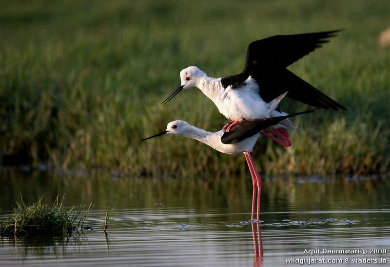 Black-winged Stilt adult breeding