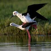 Black-winged Stilt