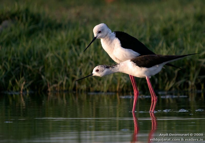 Black-winged Stilt adult breeding