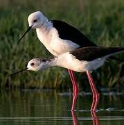 Black-winged Stilt