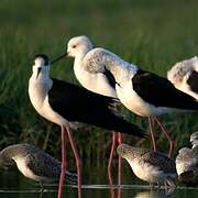 Black-winged Stilt